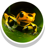 yellow frog with black spots