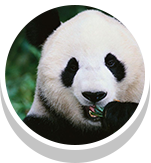 face of a giant panda