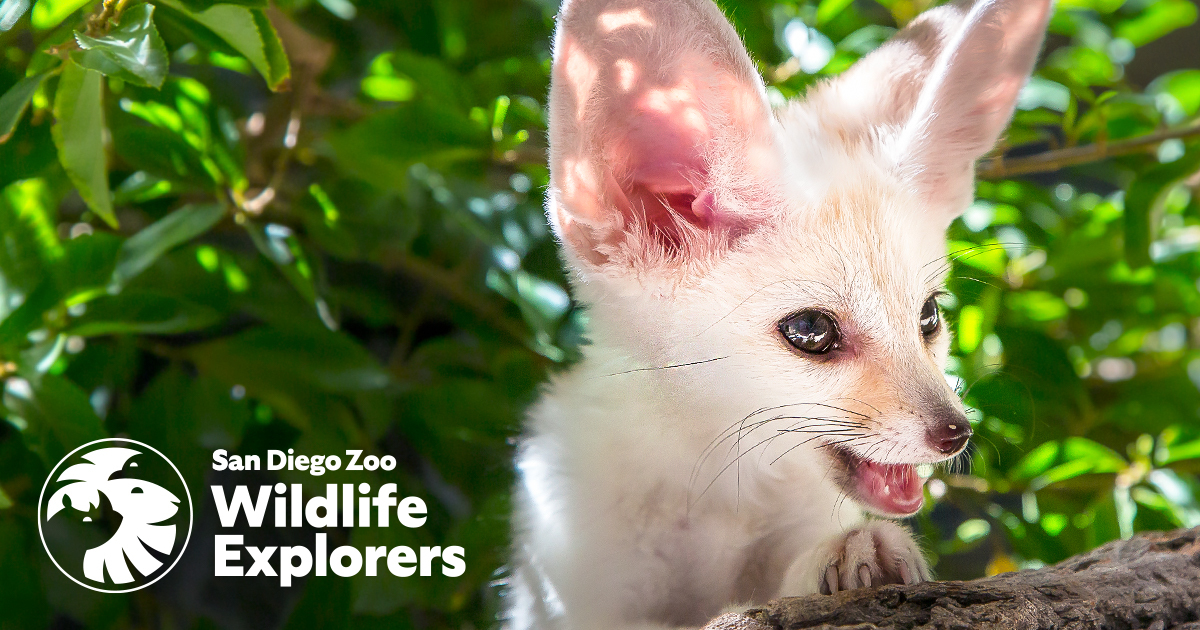 Go Bananas! | San Diego Zoo Wildlife Explorers